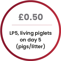 LP5 living piglets
