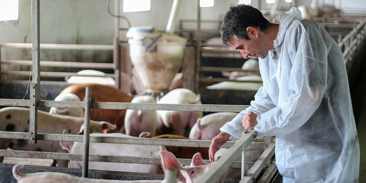 Elite Sires Swine Genetics Ireland and the UK