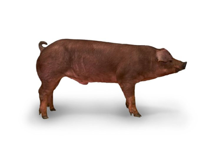 Danish Duroc Pig